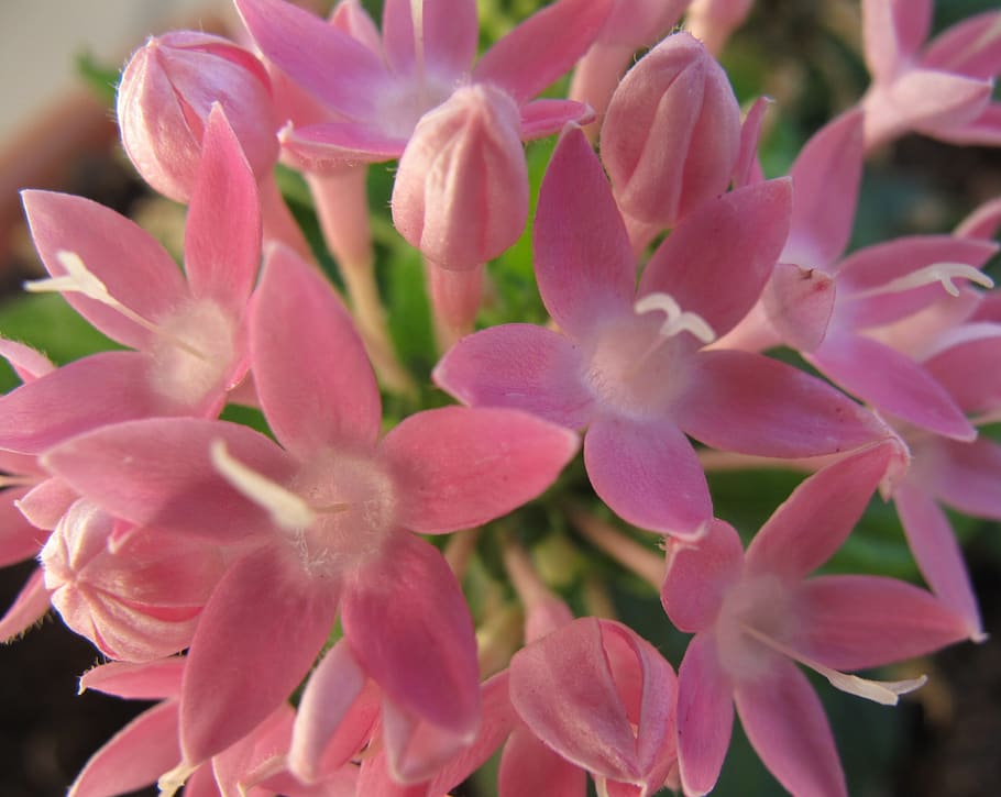 flowers, pink, penstamon, flowering plant, pink color, beauty in nature HD wallpaper