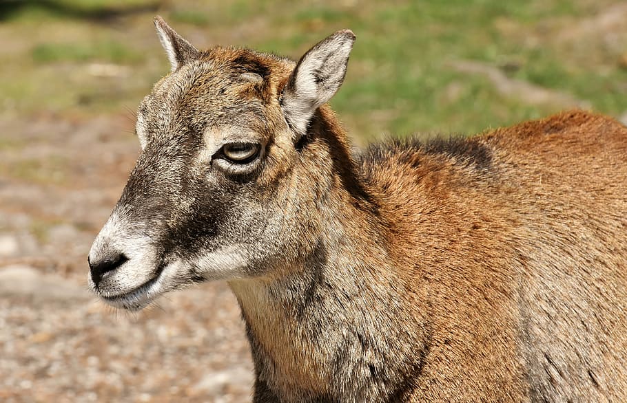 mouflon, wild animal, european mouflon, ungulate, horned, horns, HD wallpaper