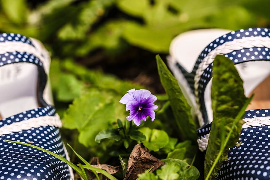 pansy, flower, summer flower, clogs, plant, flowering plant HD wallpaper