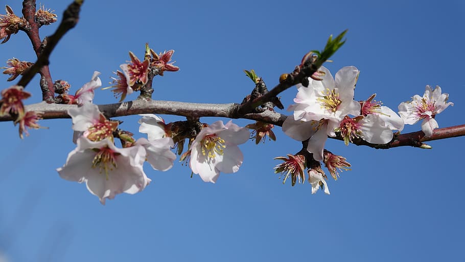 flower, branch, almond tree, flowering plant, sky, growth, beauty in nature HD wallpaper