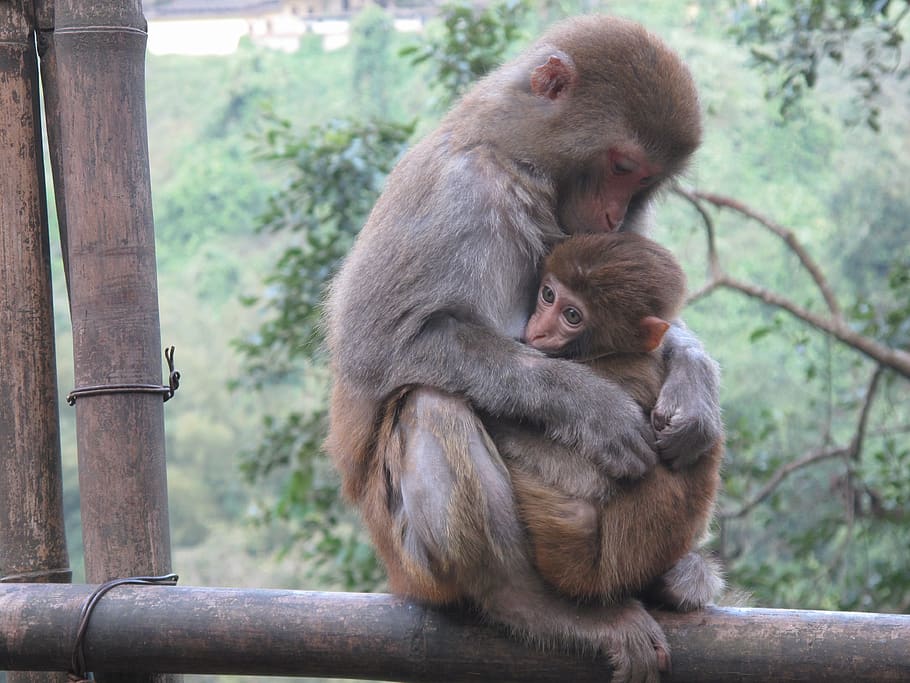 monkey, macaque, animal, primates, mammal, animals in the wild HD wallpaper