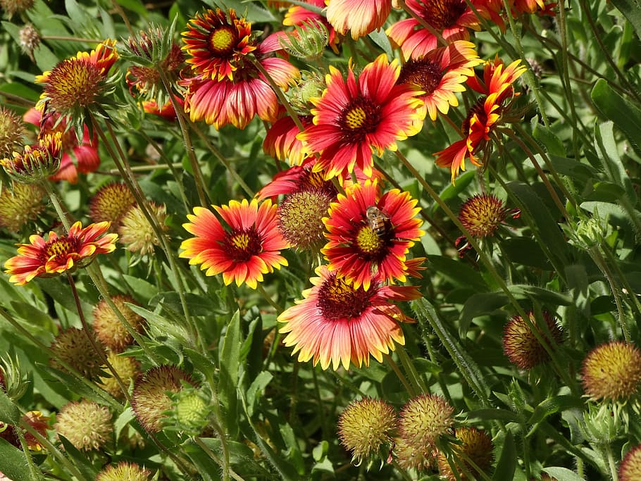 wildflowers, desert, blooming, plant, flowering plant, growth HD wallpaper