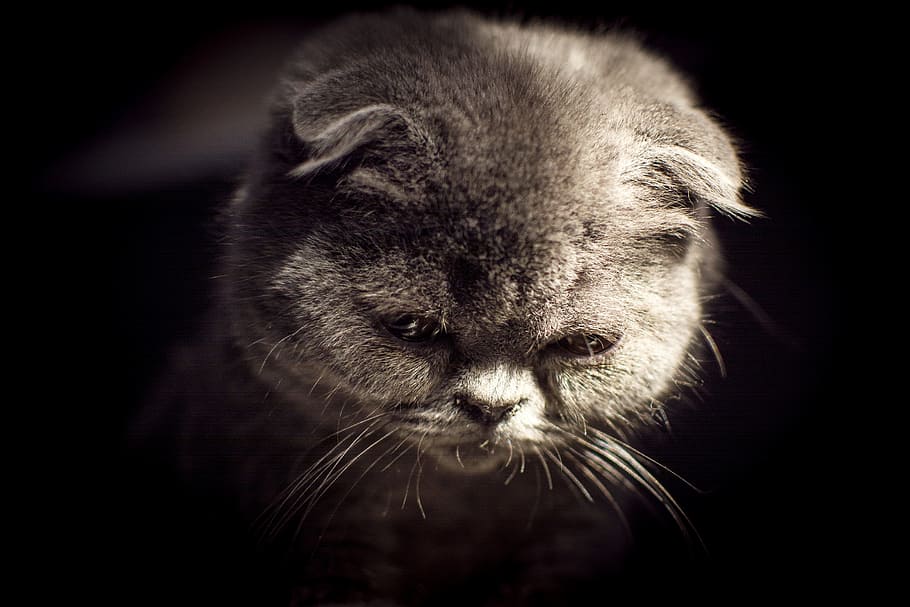 british short, folded ears, kitten, light and shadow, one animal HD wallpaper