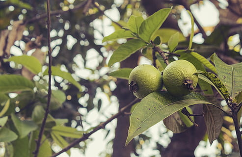 guava, fruit, nature, fresh, food, tropical, natural, ripe HD wallpaper