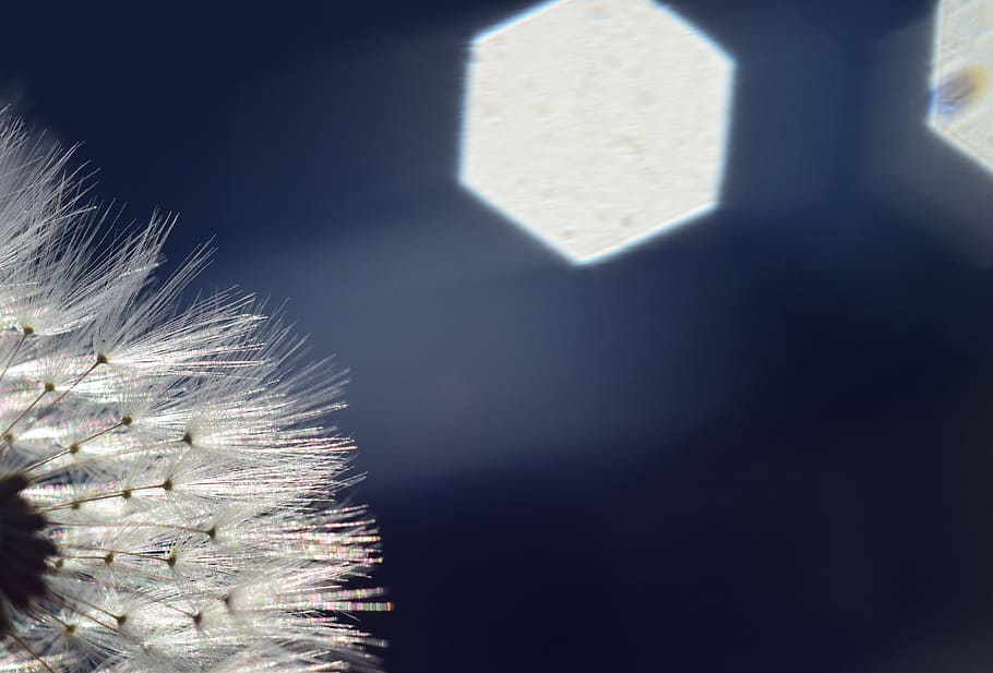 dandelion, backlighting, rays, sunlight, hell, close up, macro HD wallpaper