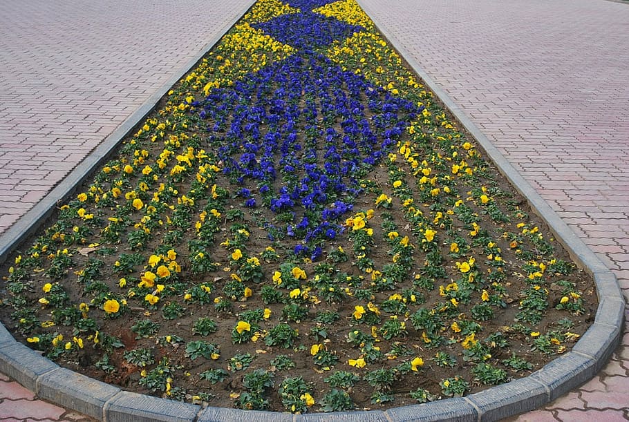 flower, yellow, bed, blue, plants, garden, divider, road, gardening HD wallpaper