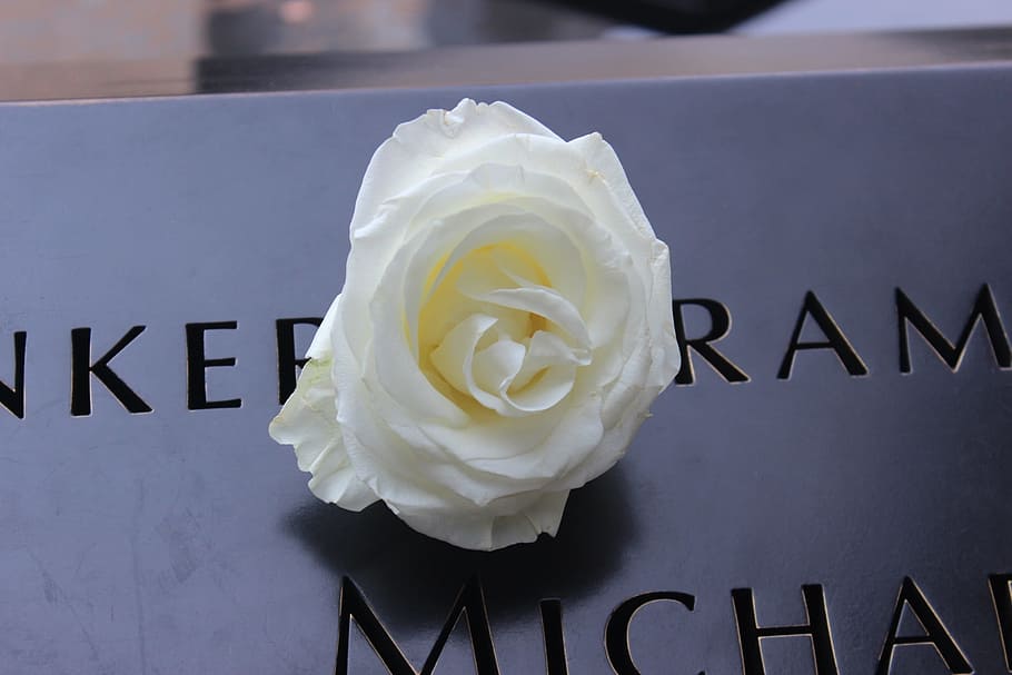 ground zero, new york, nyc, september, memorial, rose, white, HD wallpaper
