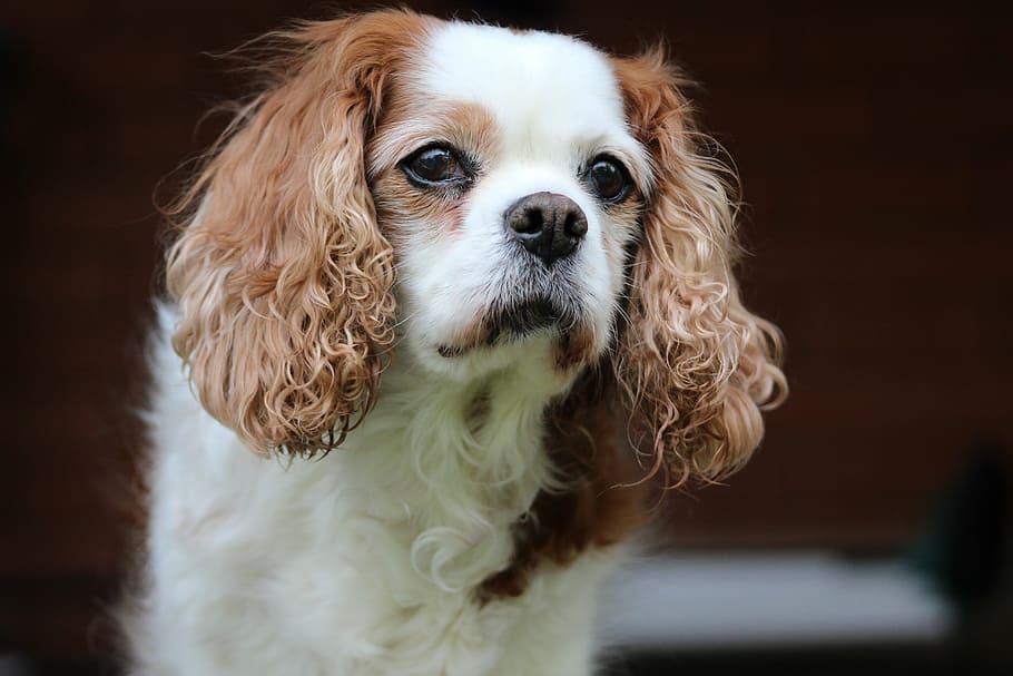 cavalier King Charles spaniel photo, pet, dog, canine, breed HD wallpaper