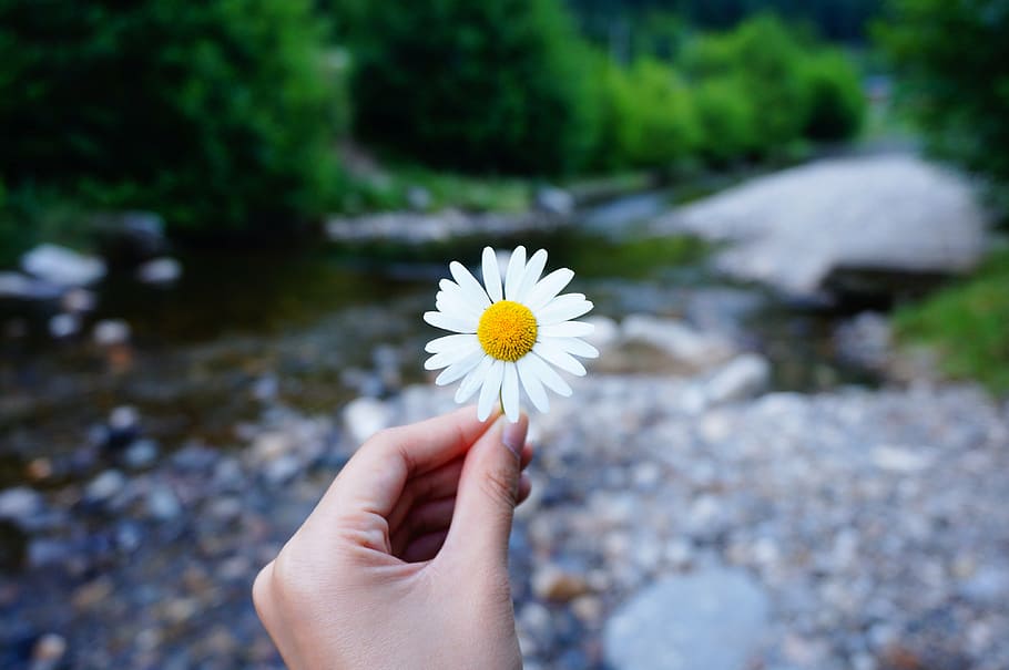 shallow focus photography of daisy flower, hand, hold, river HD wallpaper