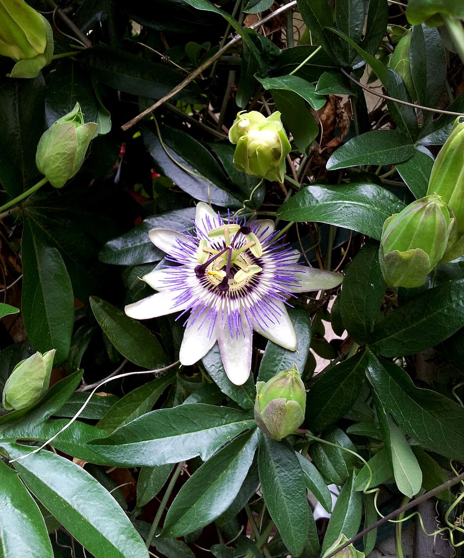 passiflora, flower, bloom, leaves, green, garden, faye, violet HD wallpaper