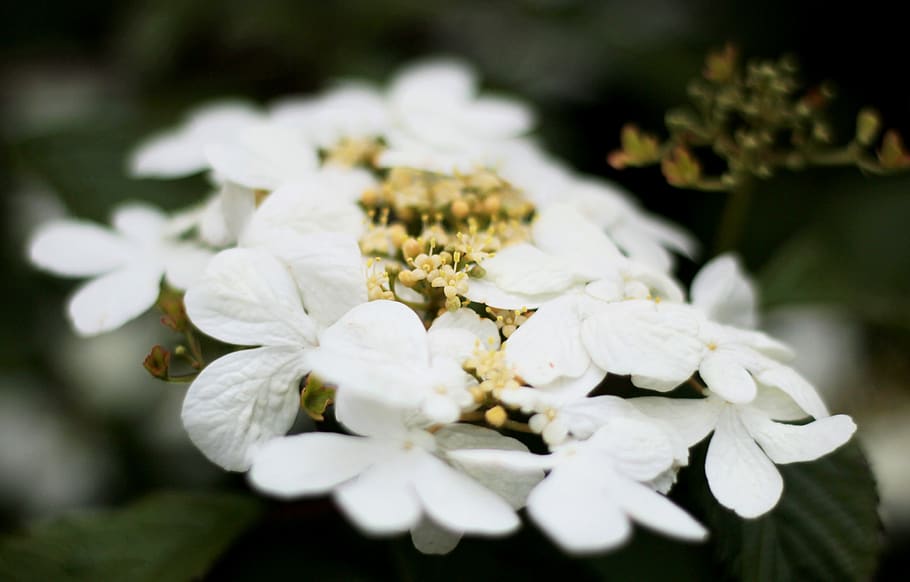 viburnum watanabe, white, randbloemen, japanese snowball, garden, HD wallpaper