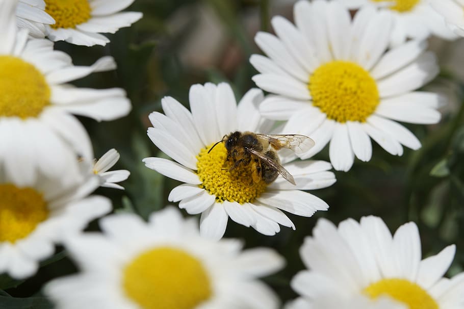 bee, pollen, nectar, close, marguerite, pollination, collect HD wallpaper