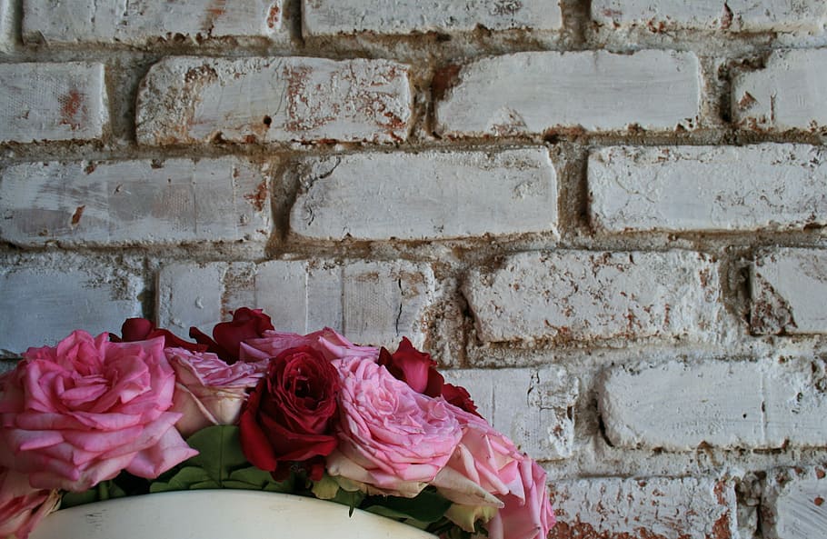wall, white, brick, roses, pinks, red, blooms, open, bowl, decorative HD wallpaper