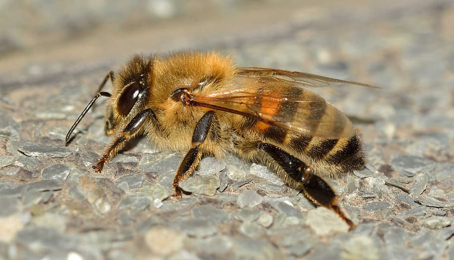 macro photography of brown and yellow honey bee, insects, apis