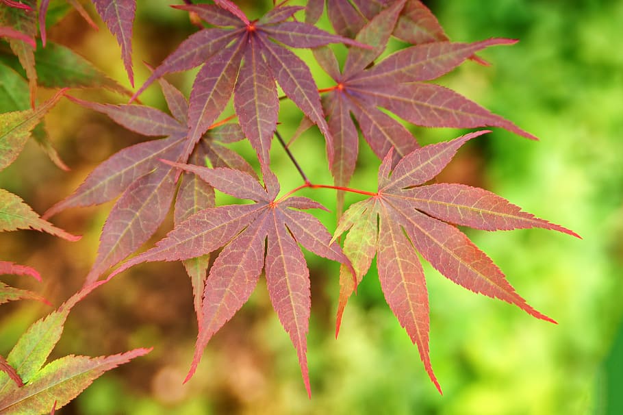 brown leafed plant, leaves, maple, spring, nature, red, colorful HD wallpaper