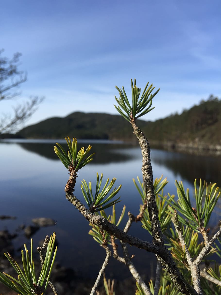 Lake, Blue Sky, Forest, Spring, growth, plant, no people, nature HD wallpaper