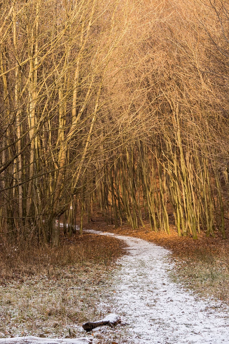 Forest, Nature, Snowy Road, winter, outdoors, no people, plant HD wallpaper