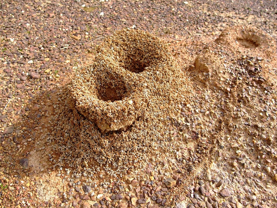 Anthill, Ants, Nature, Sand, formicary, hole, no people, beach HD wallpaper