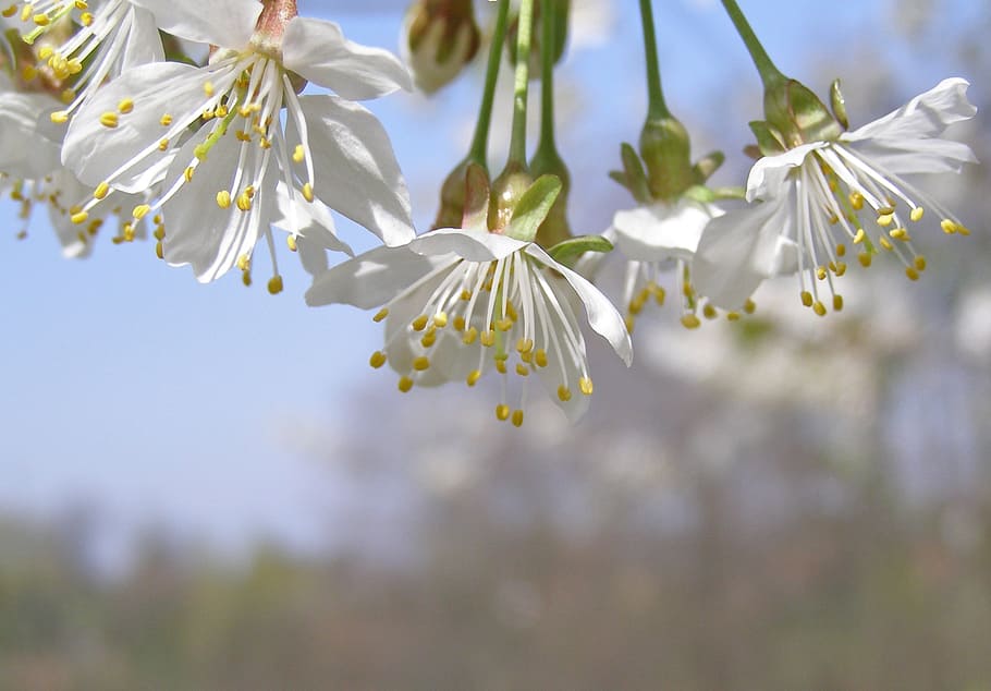 flowering tree, cherry, flowers, white, spring, sky, garden HD wallpaper