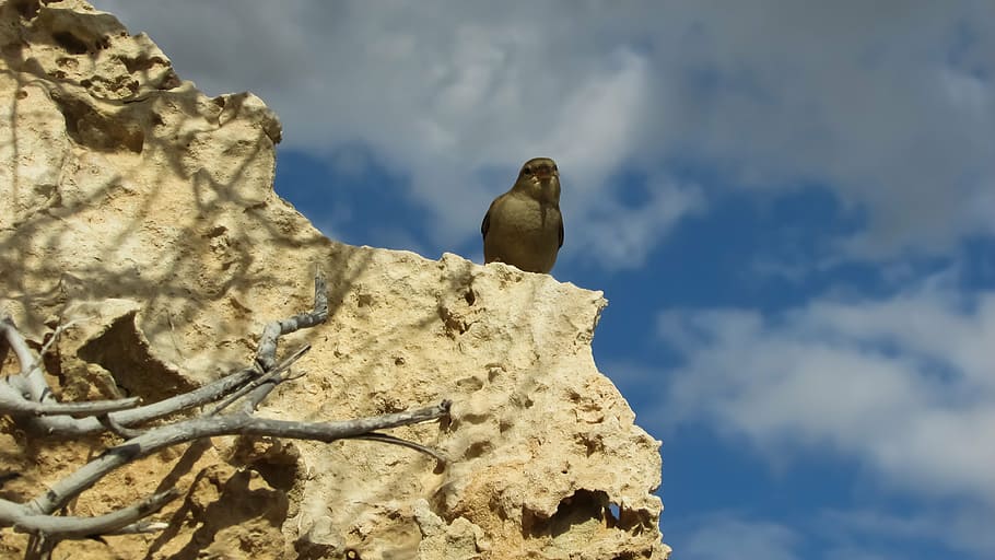 spying, sparrow, nature, animal themes, bird, animal wildlife HD wallpaper