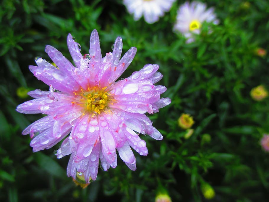 blossom, bloom, pink, aster, autumn, raindrop, macro, drip HD wallpaper
