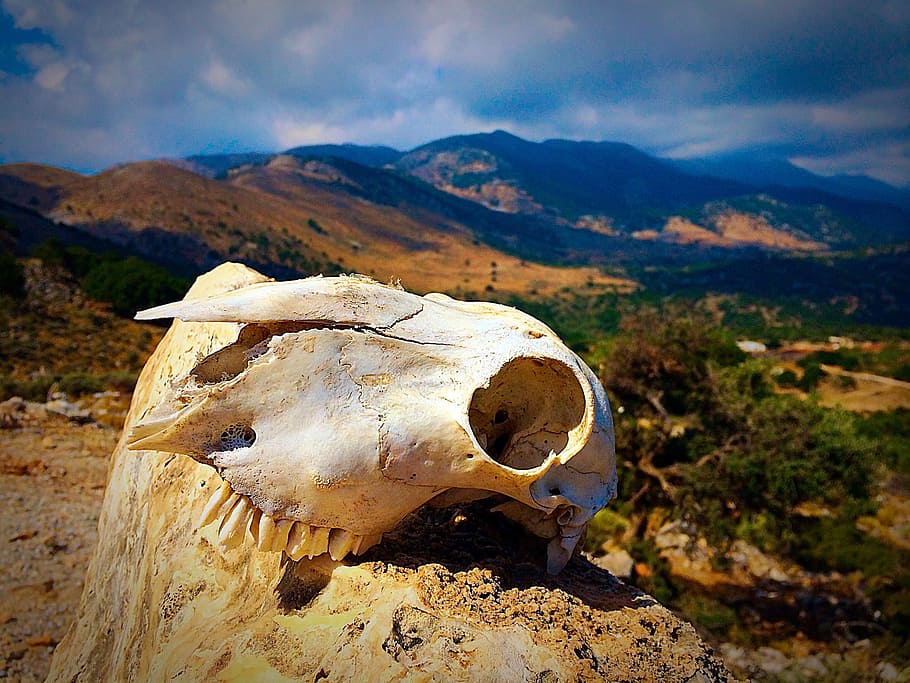 white animal skull on pavement, skull bone, skeleton, nature HD wallpaper