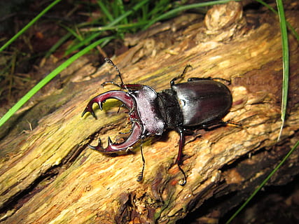 bug, insect, lucanus cervus, male, beetle, deer stag, animal themes HD wallpaper