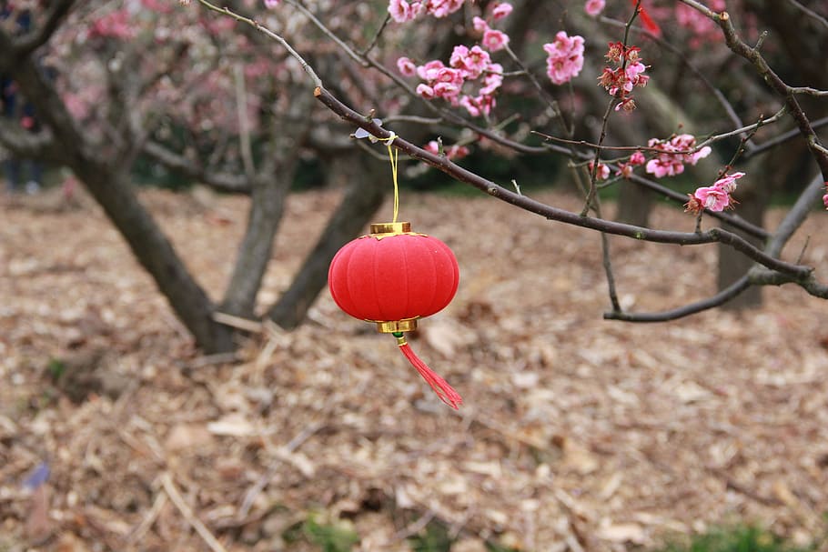 lantern, plum blossom, chinese elements, plant, freshness, tree HD wallpaper