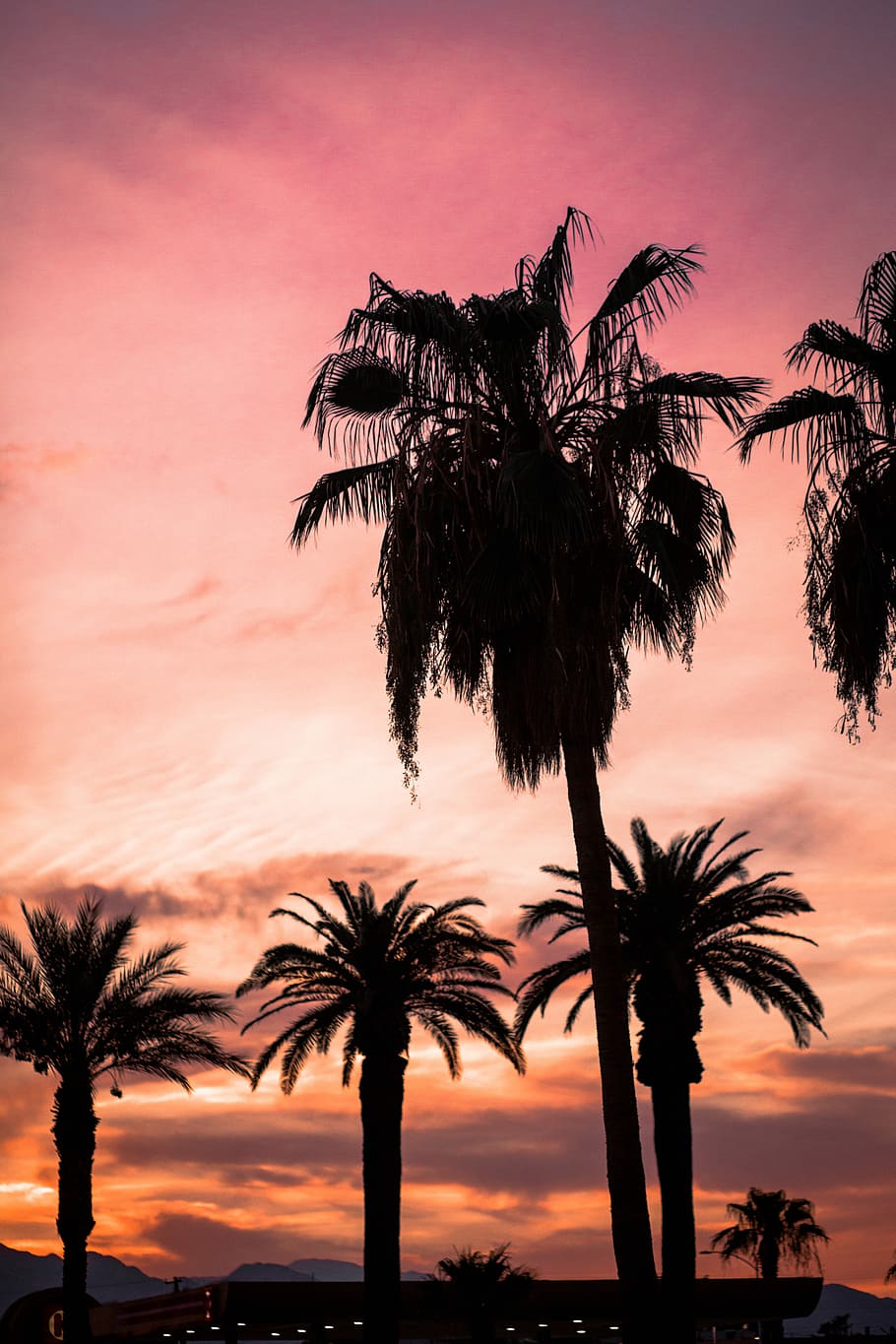 silhouette of palm trees during sunset, silhouette of coconut trees HD wallpaper