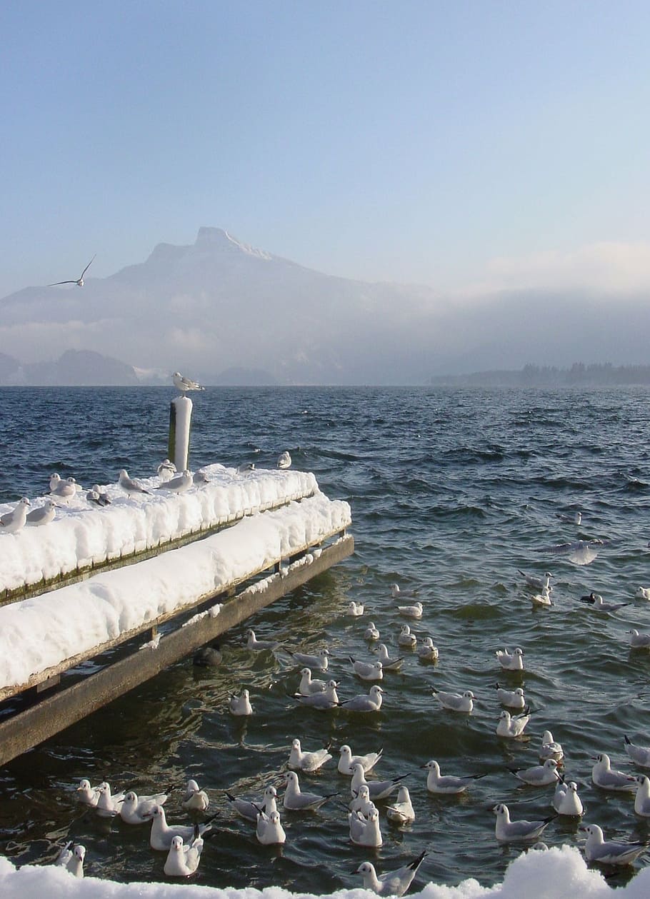 lake, mondsee, winter, web, lake promenade, sheep mountain HD wallpaper