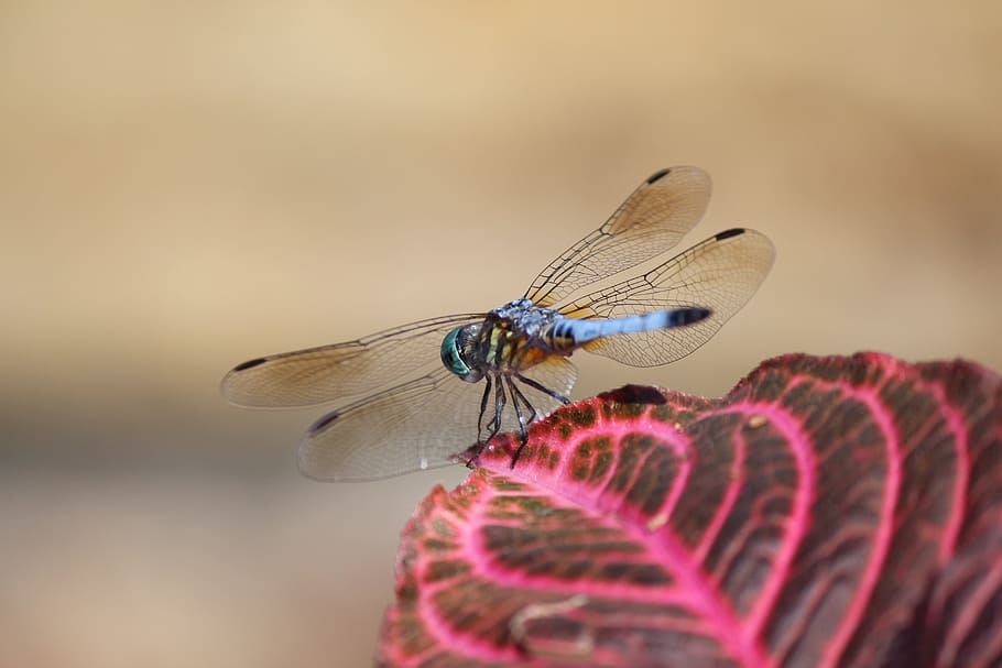 Dragonfly, Insect, Nature, Bug, Wing, animals in the wild, one animal HD wallpaper