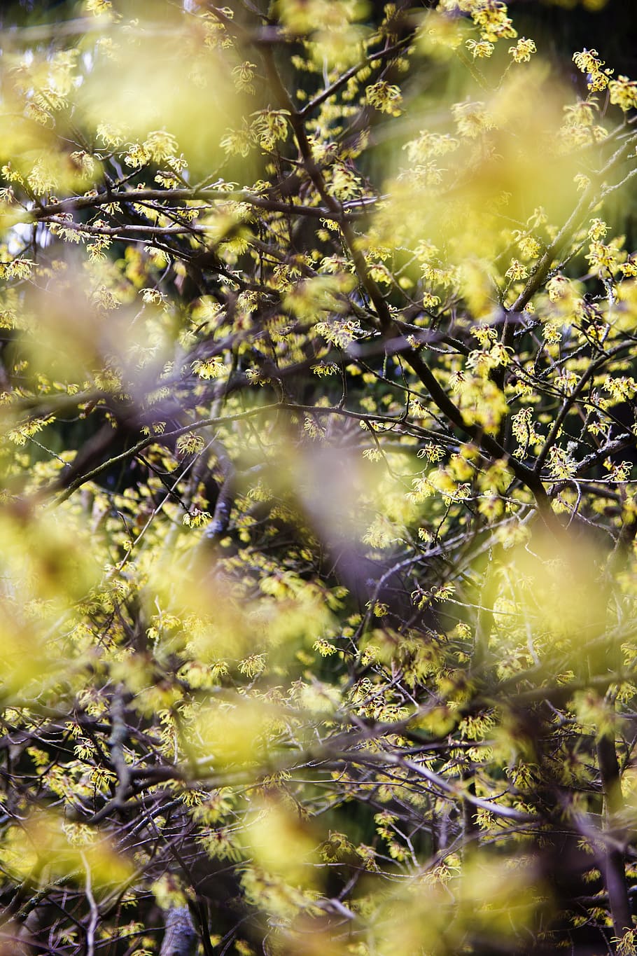 tree, foliage, park, spring, leaves, fresh, young, green, pattern HD wallpaper