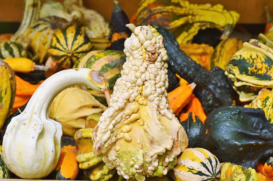 pumpkin, fruit, orange, autumn, cucurbita maxima, choose, large HD wallpaper