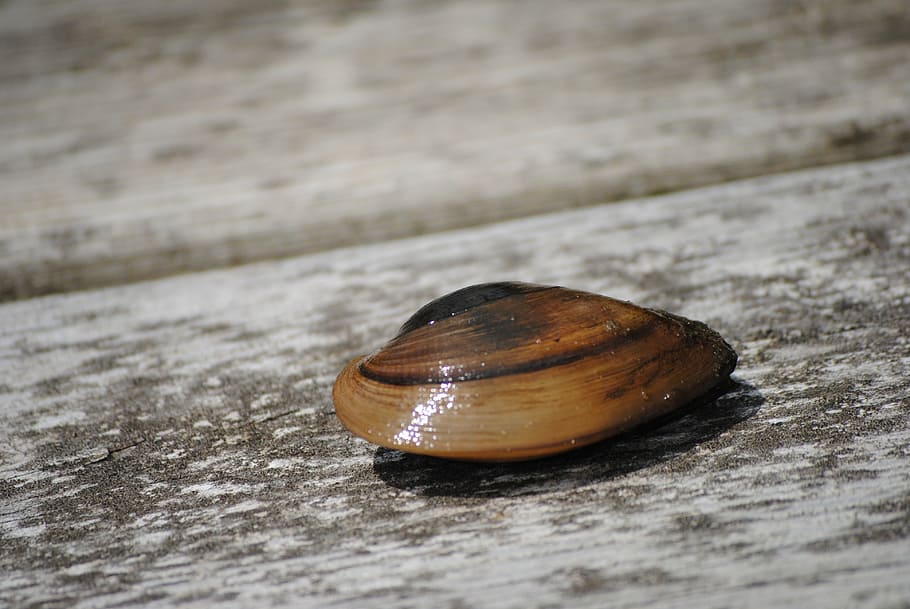 shell, clam, pattern, sea, marine, animal, tropical, life, wildlife HD wallpaper