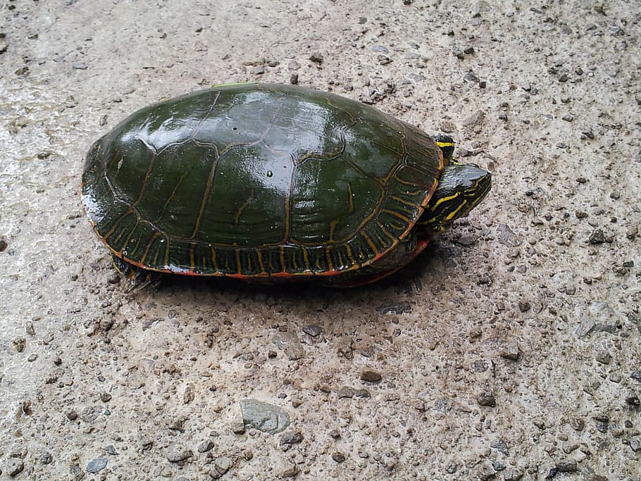 turtle, nature, aquatic, wild, wildlife, tortoise, sand, animal HD wallpaper