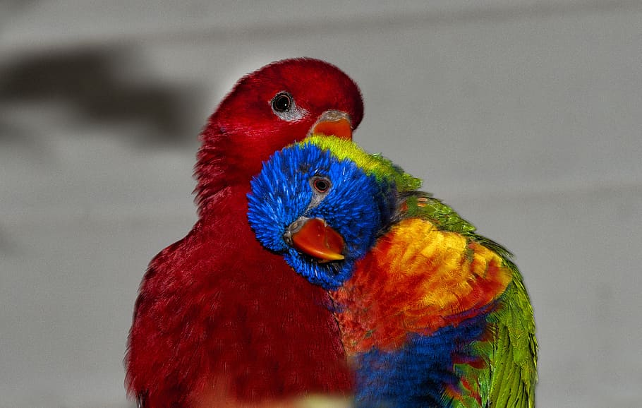 selective focus photography of two rainbow lorikeets, lori red, HD wallpaper