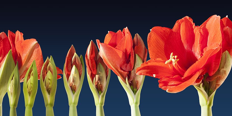 grow, blossom, time lapse, sequence, amaryllis, flower, plant HD wallpaper