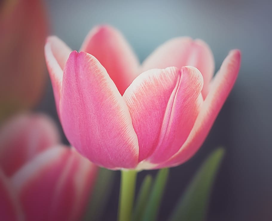 tulip, flower, blossom, bloom, pink and white, plant, spring flower, HD wallpaper
