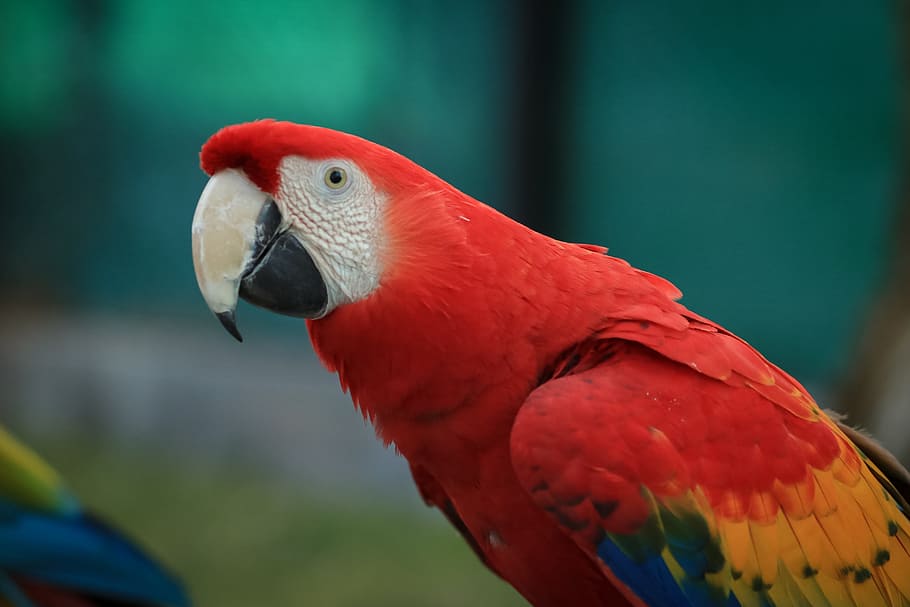 selective focus photography of red and yellow macaw, ave, bird HD wallpaper