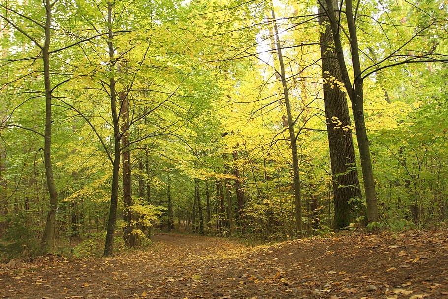 forest, green, nature, tree, vegetation, poland, plant, autumn HD wallpaper