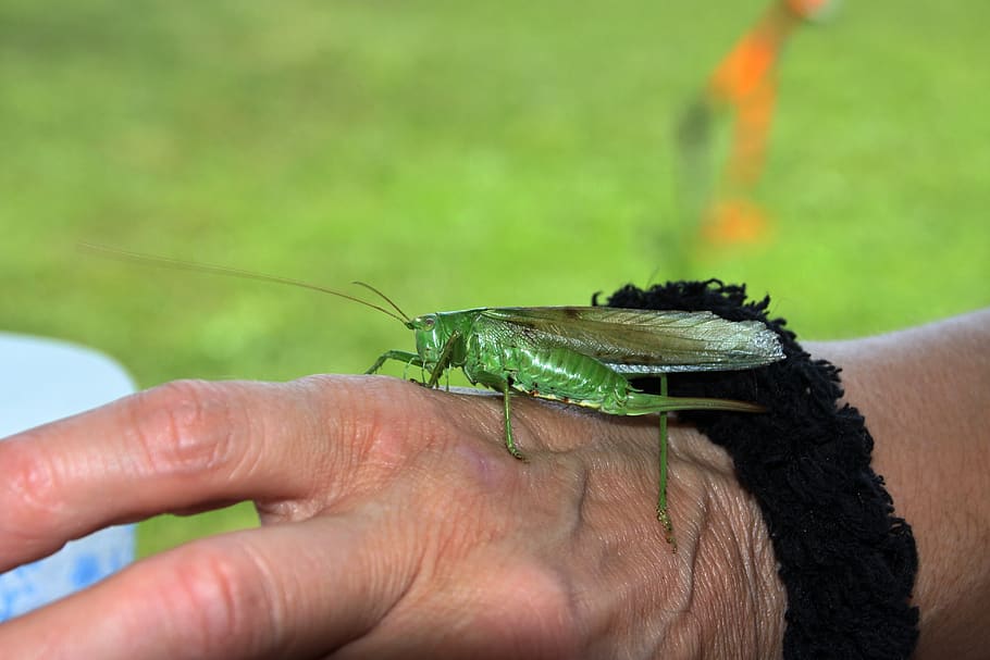 grasshopper green, hand, nature, human hand, invertebrate, human body part HD wallpaper