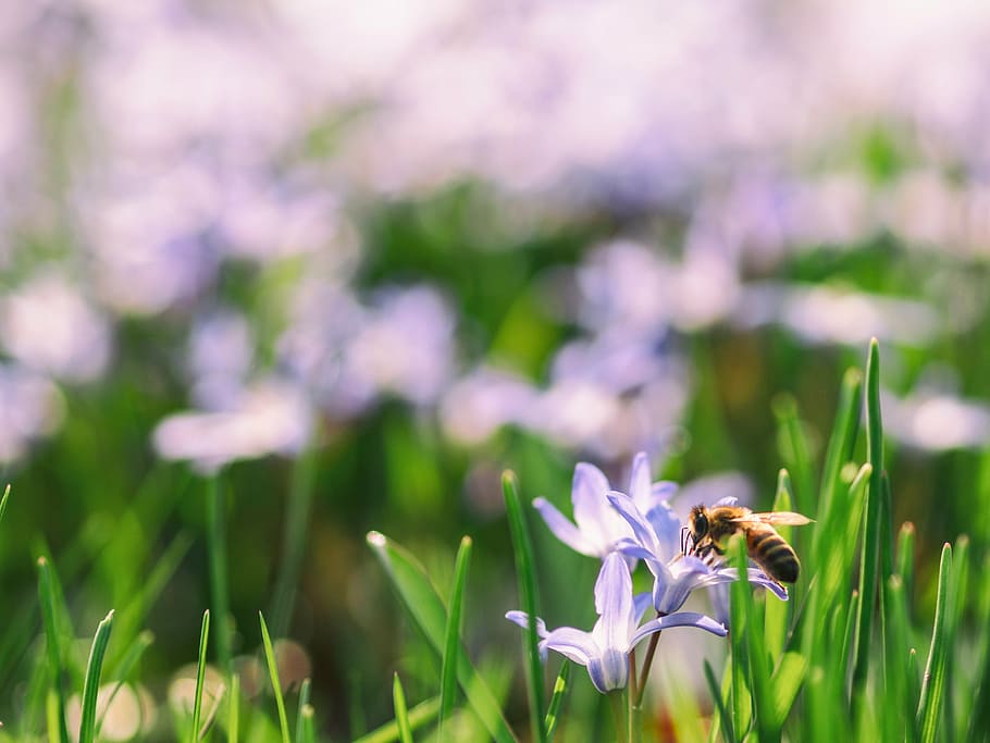 macro photo of honey bee on purple flower, green, leaf, blur HD wallpaper