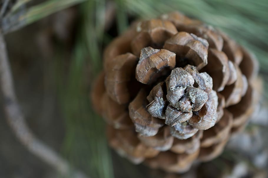 Pine cone in macro, close photo of pine cone, nature, closeup HD wallpaper