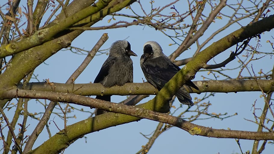 tree, nature, birds, branch, vertebrate, animal wildlife, low angle view HD wallpaper