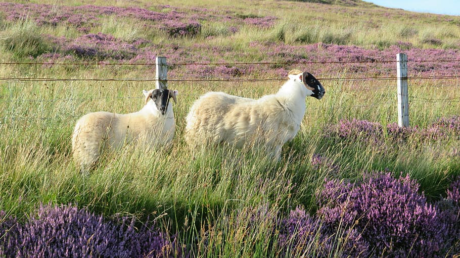 Sheep, Meadow, Erika, Heide, side of the road, pasture, black head HD wallpaper