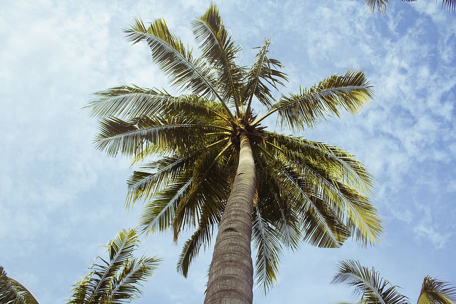 low angle photography green coconut tree, worms eye view of palm tree during daytime, HD wallpaper