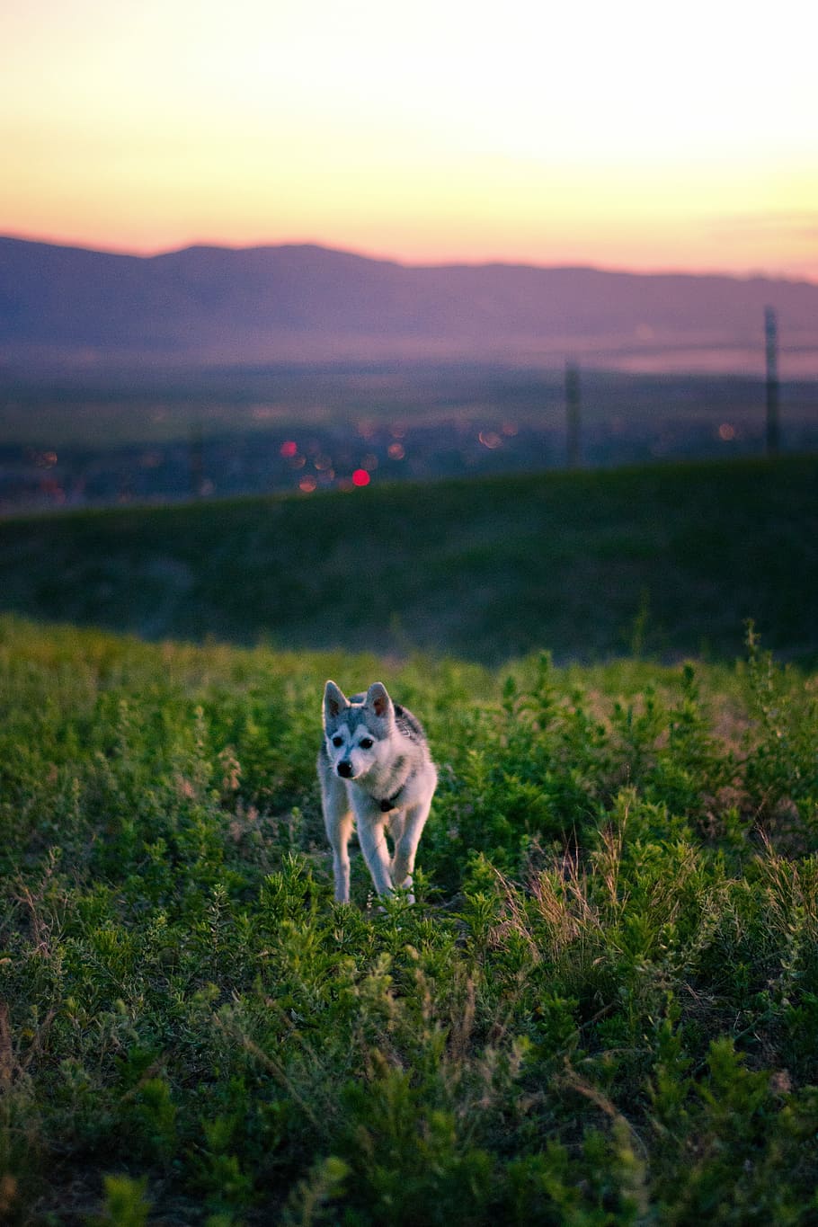 Dog, Field, Puppy, Wild, Grass, View, scenic, sunset, wolf HD wallpaper