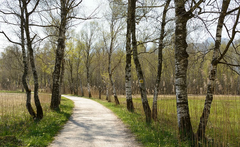 Avenue, Birch, Away, Spring, Trail, hiking, tree lined avenue HD wallpaper