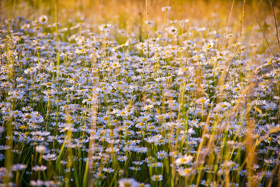 Close-up of Flowers Growing in Field, bloom, blossom, chamomile HD wallpaper