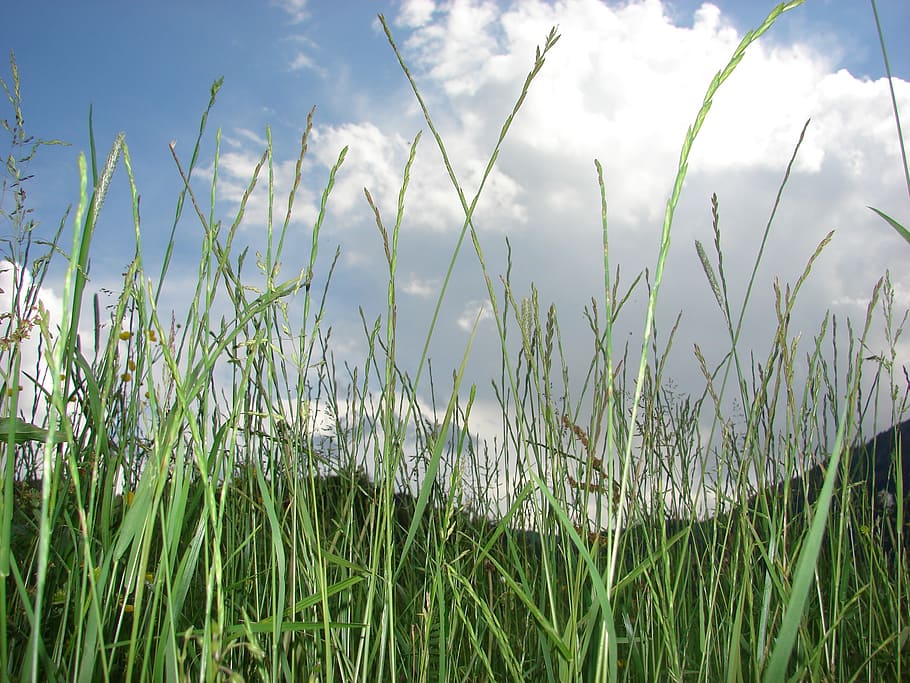 grass, meadow, grasses, sky, spike, blades of grass, plant HD wallpaper